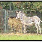 Zebra beim Fressen