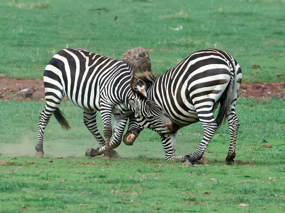 Zebra beim Kräfte messen