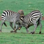 Zebra beim Kräfte messen