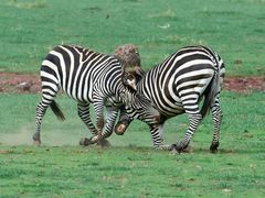 Zebra beim Kräfte messen