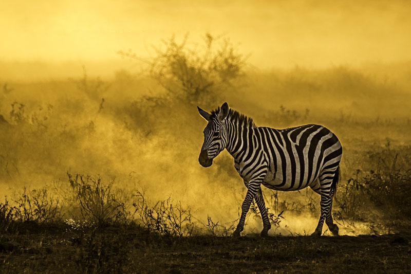 Zebra beim Sonnenuntergang im Lake Amboseli Nationalpark / Kenia