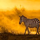 Zebra beim Sonnenuntergang im Lake Amboseli Nationalpark / Kenia