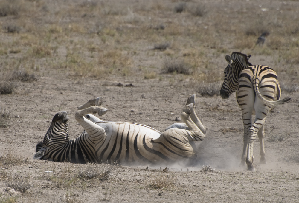 Zebra beim Staubbad