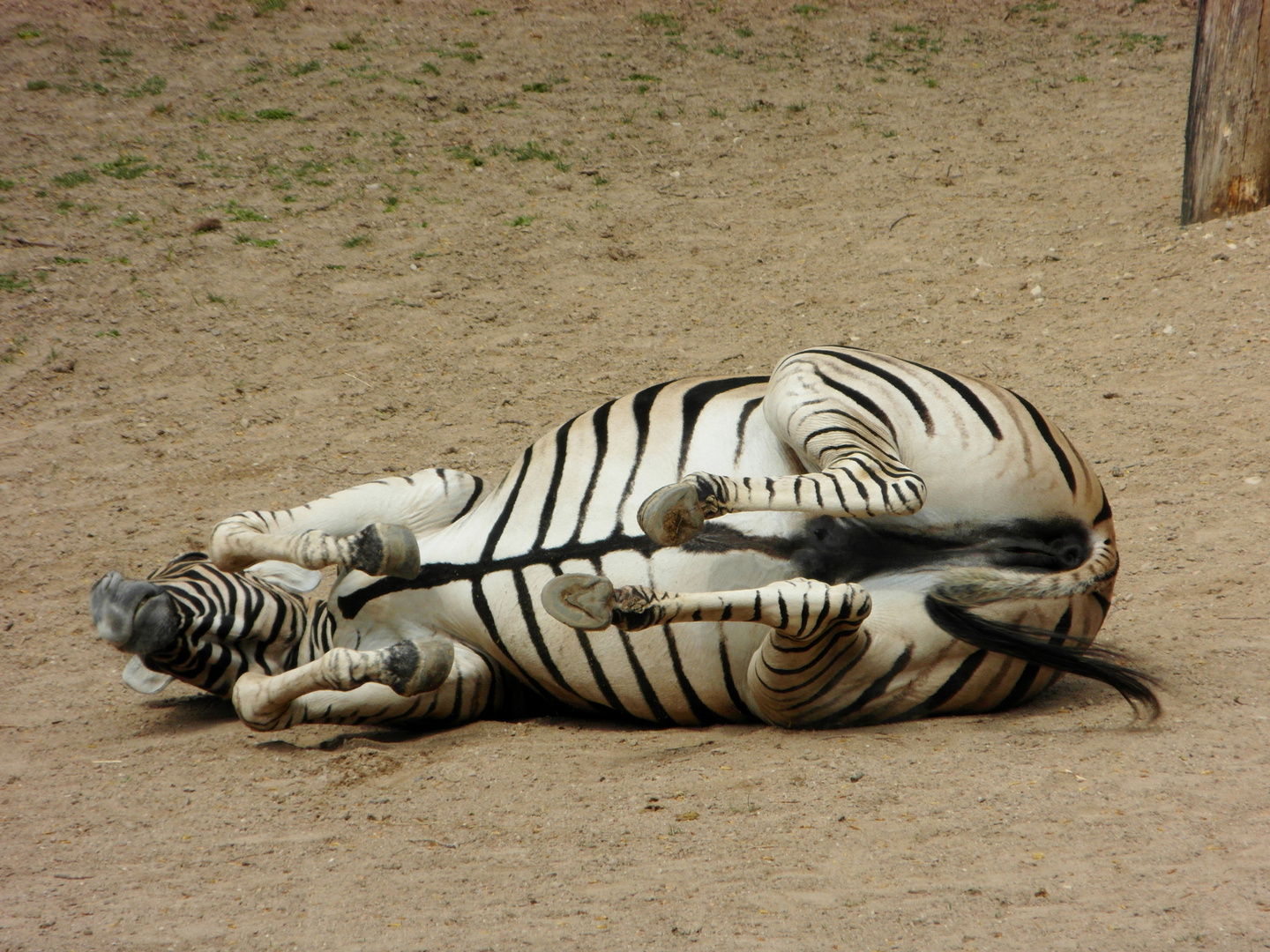 Zebra beim Yoga- Kurs