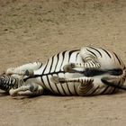 Zebra beim Yoga- Kurs