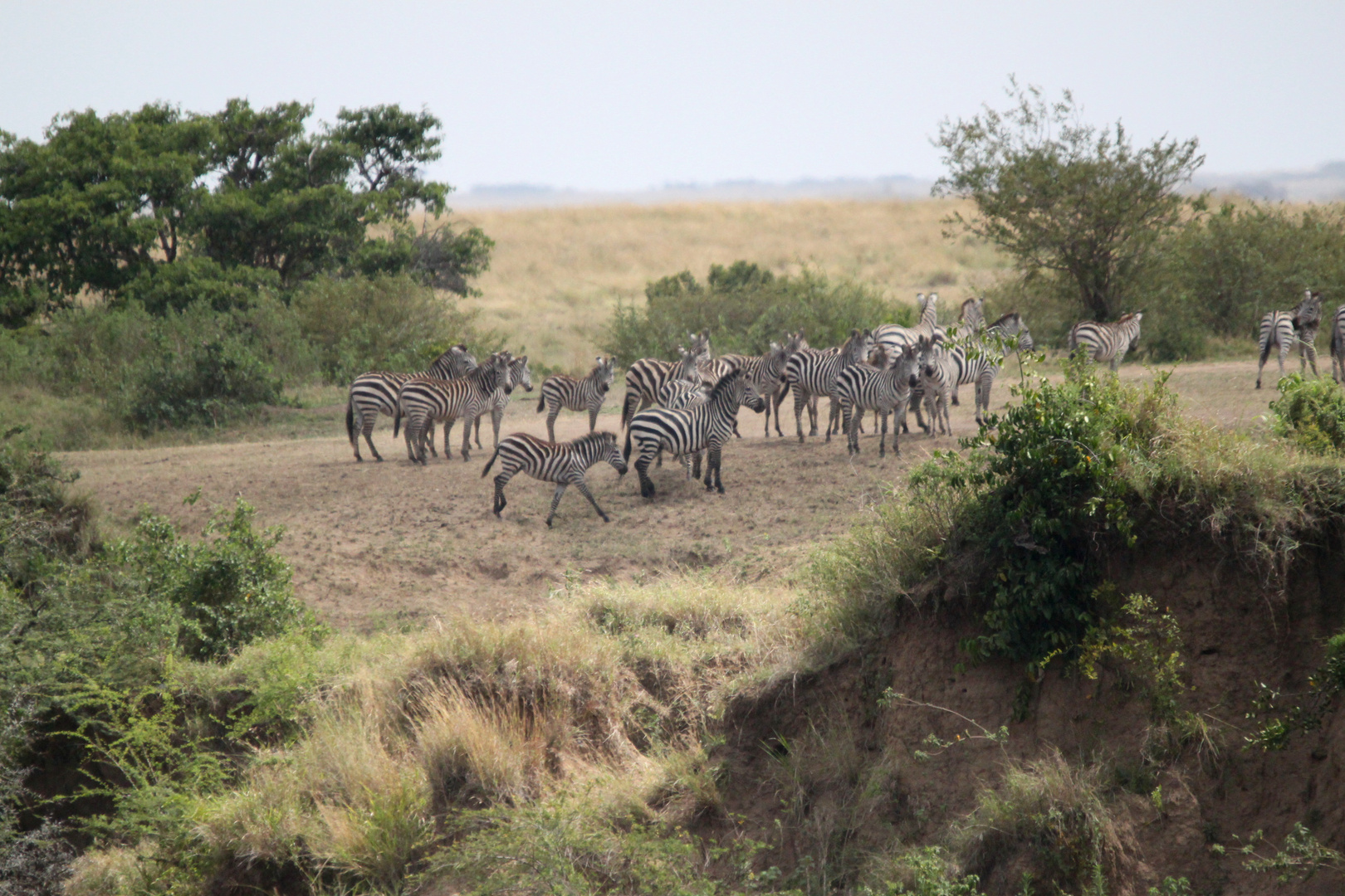 Zebra-Beratung - sollen wir es wagen den Mara River zu durchqueren .....