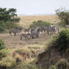 Zebra-Beratung - sollen wir es wagen den Mara River zu durchqueren .....
