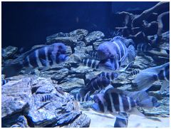 Zebra-Beulenkopf (Cyphotilapia frontosa)