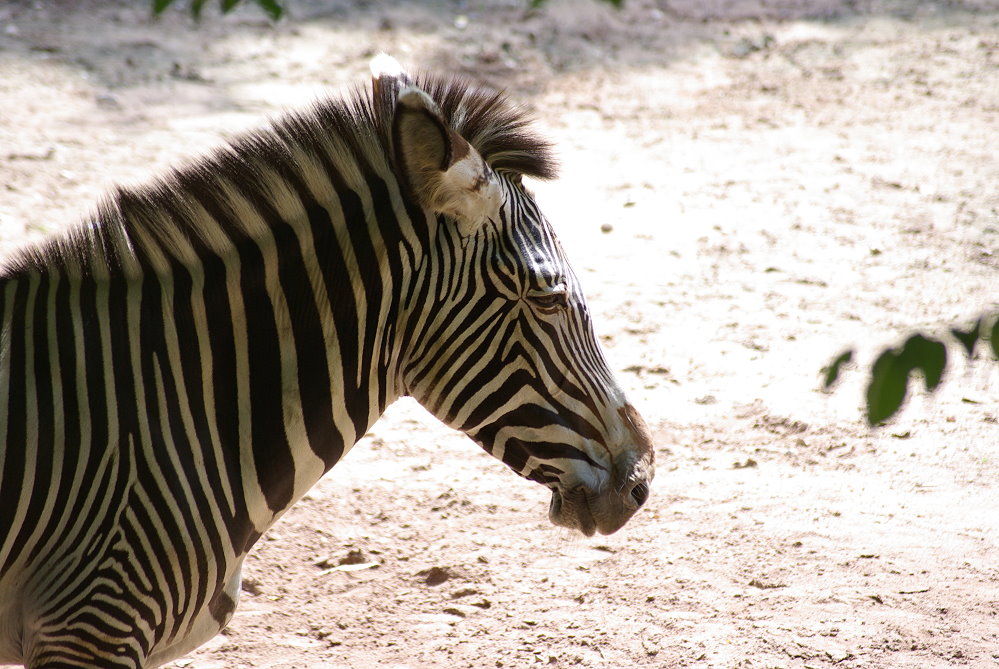 Zebra