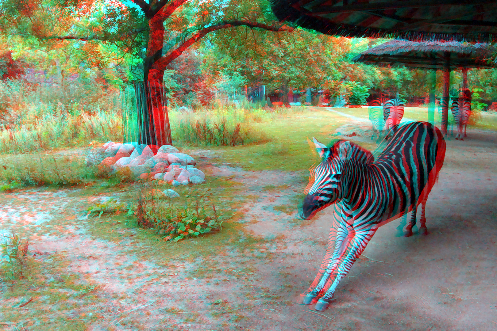 Zebra Blijdorp Zoo Rotterdam 3D GoPro