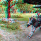 Zebra Blijdorp Zoo Rotterdam 3D GoPro