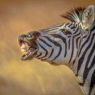 Zebra (Botswana)