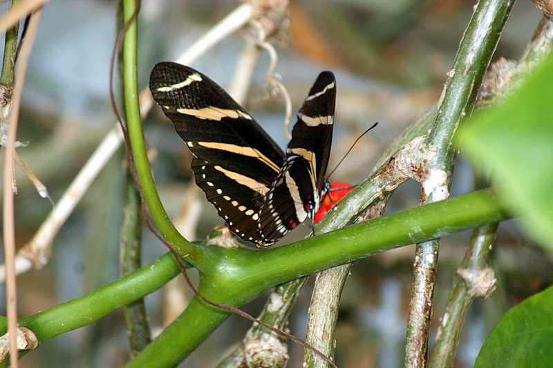 Zebra Butterfly