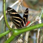 Zebra Butterfly