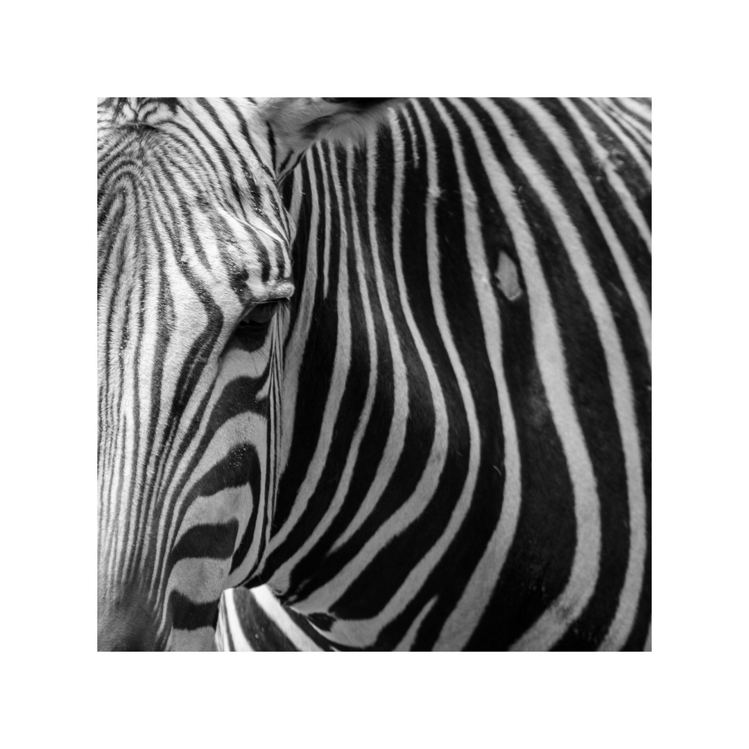 Zebra B&W