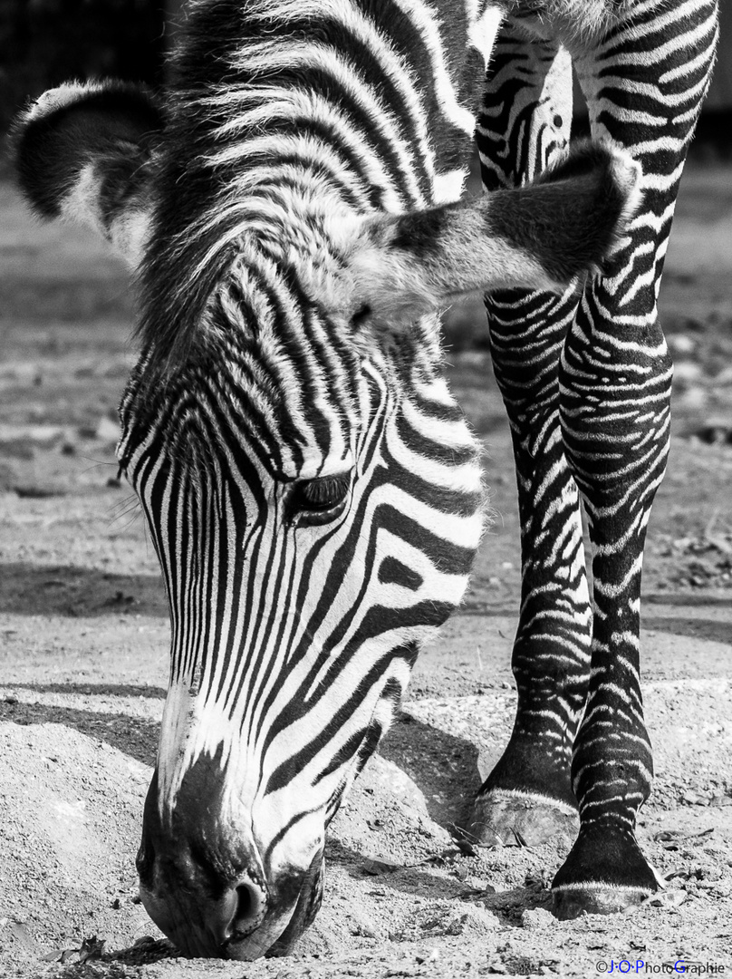 Zebra B&W