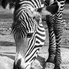 Zebra B&W