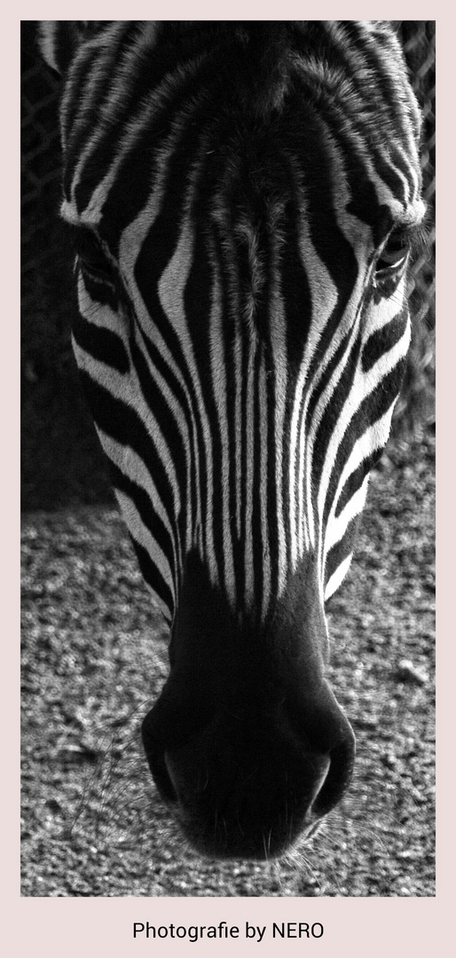 zebra