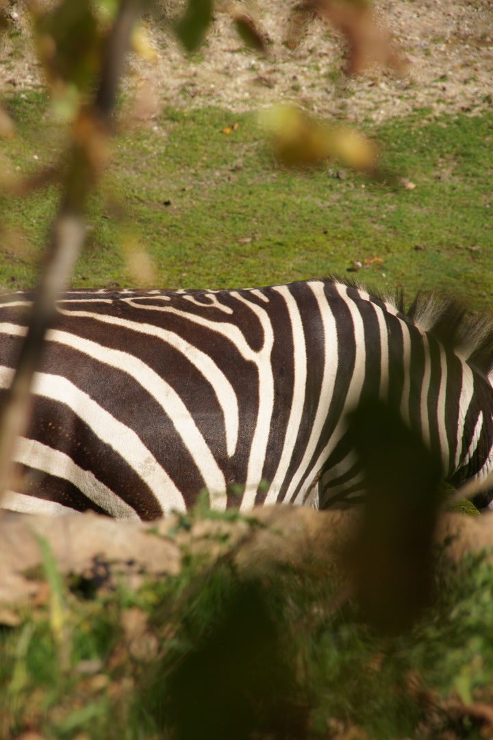 Zebra