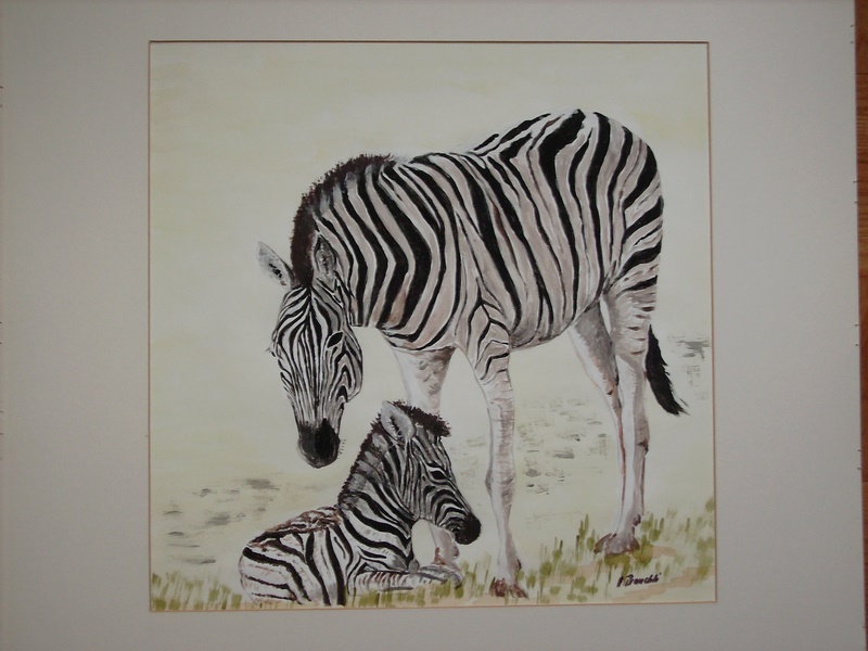 Zebra