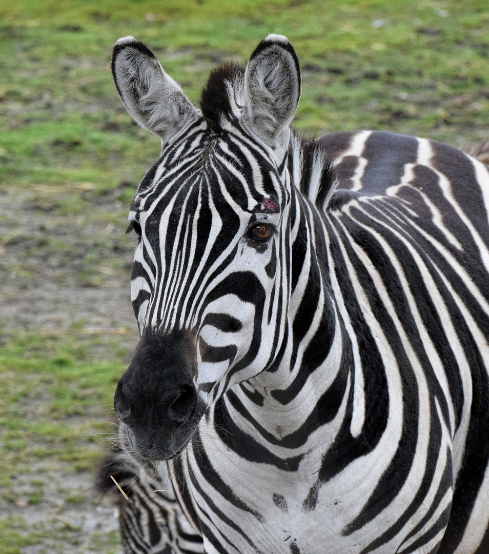 Zebra