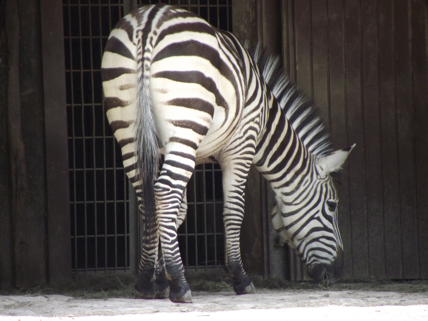 zebra