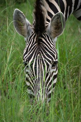 Zebra