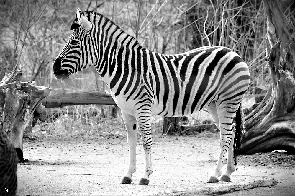 Zebra