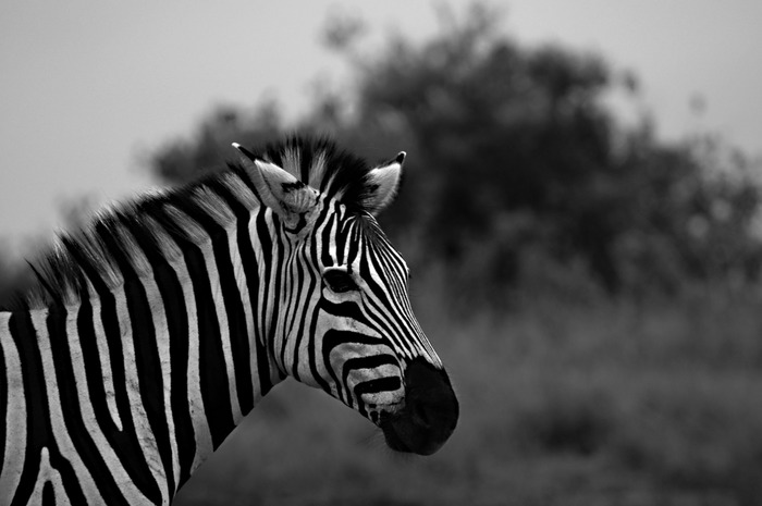 Zebra