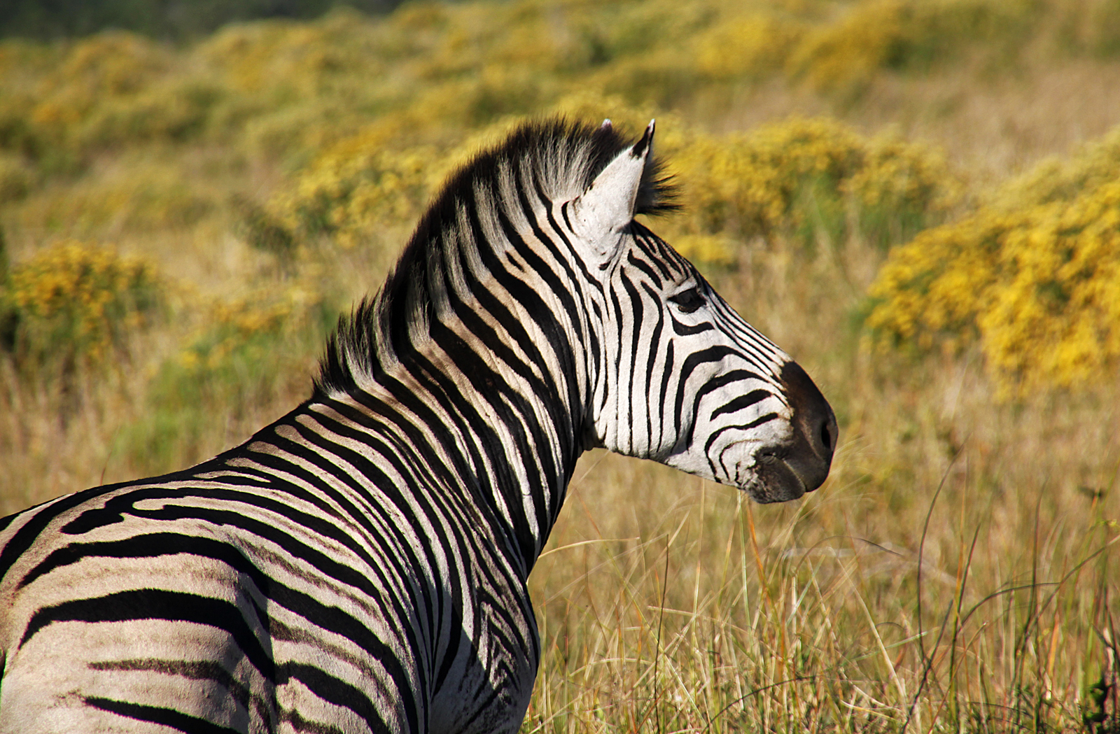 Zebra...