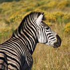 Zebra...