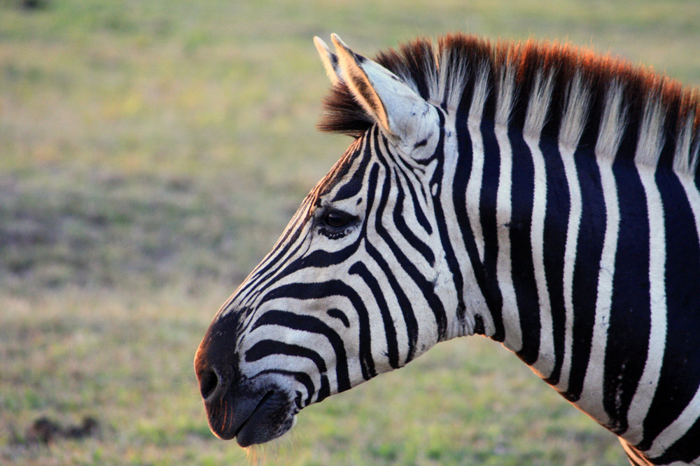 Zebra