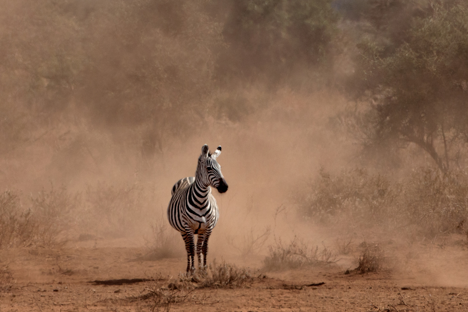 Zebra