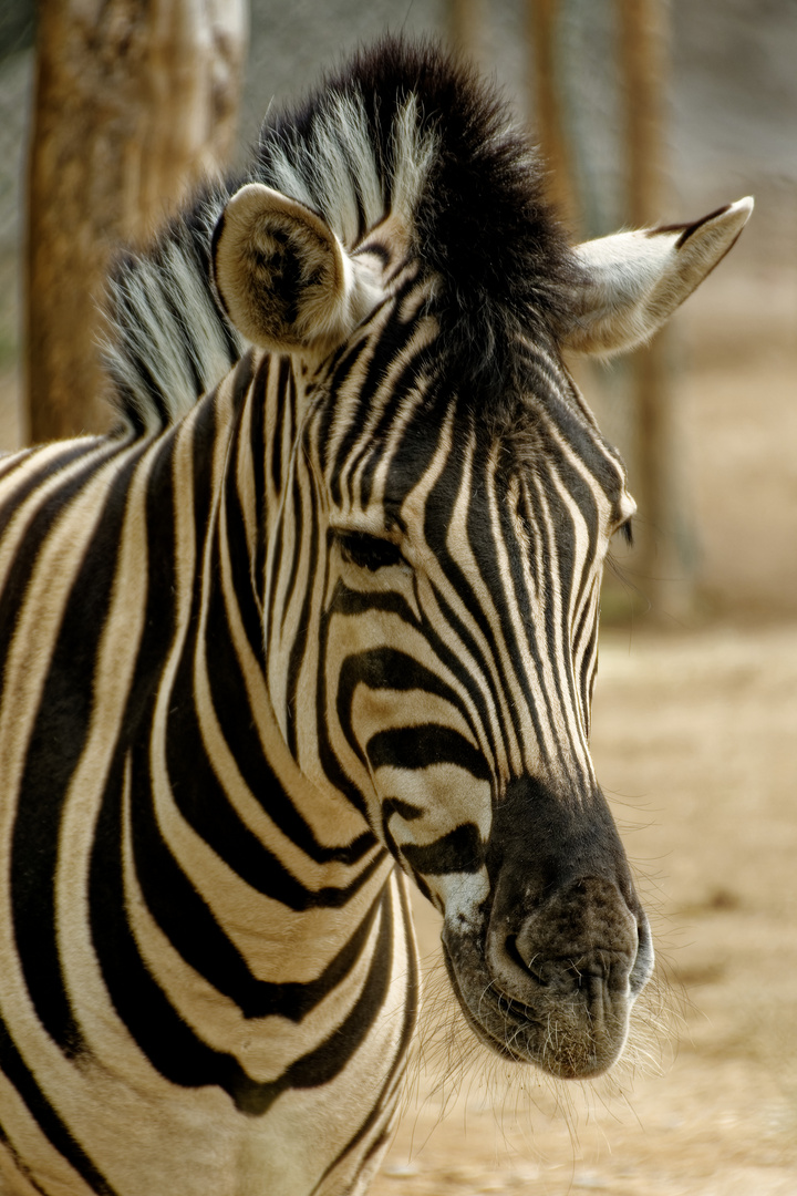 Zebra