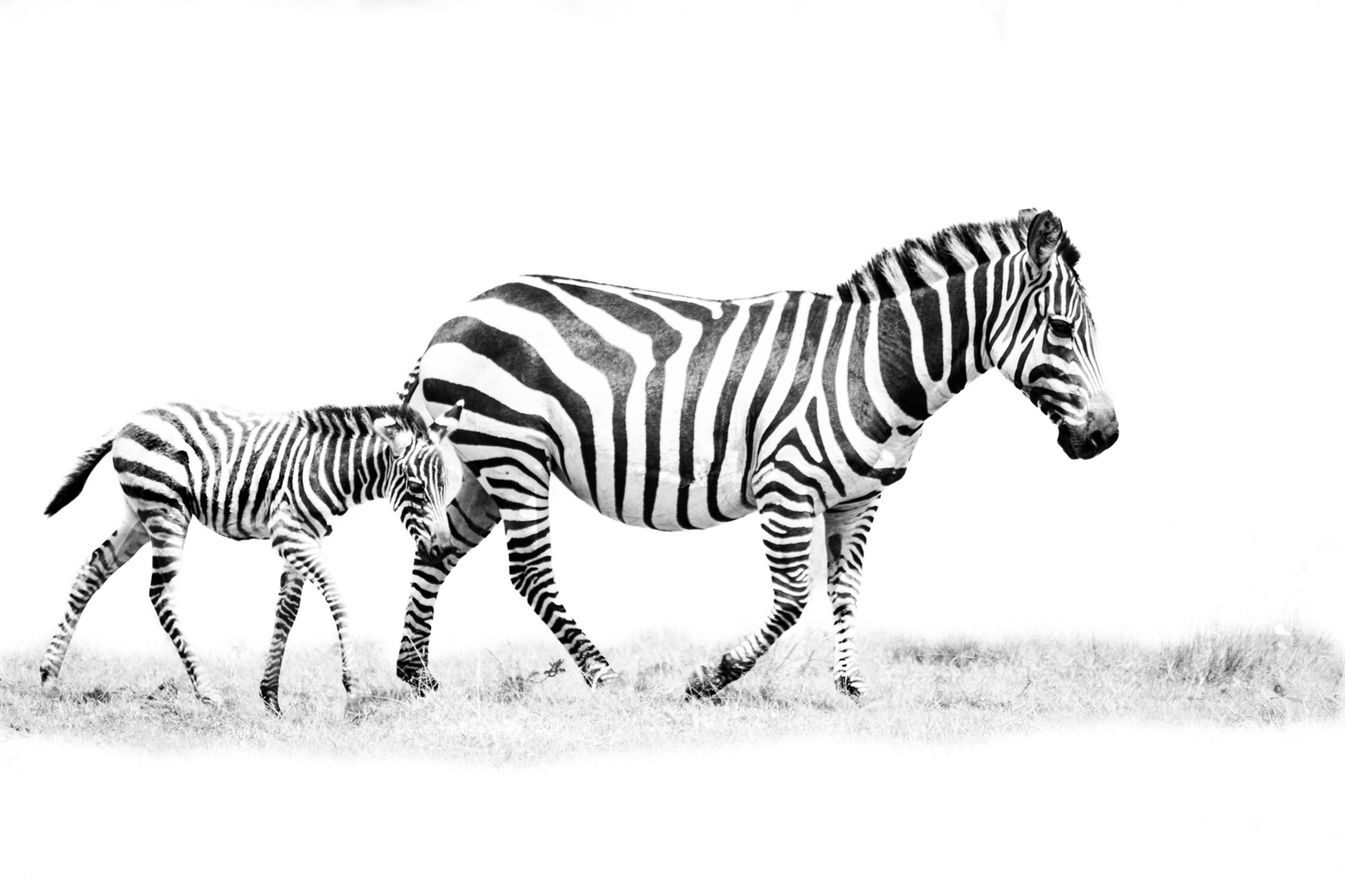 Zebra