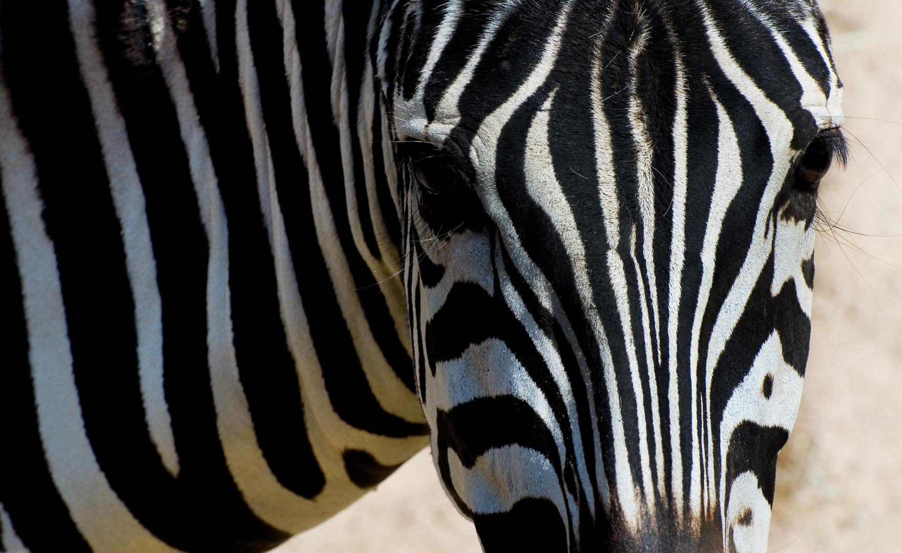 zebra closeup