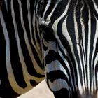 zebra closeup