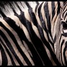 Zebra closeup