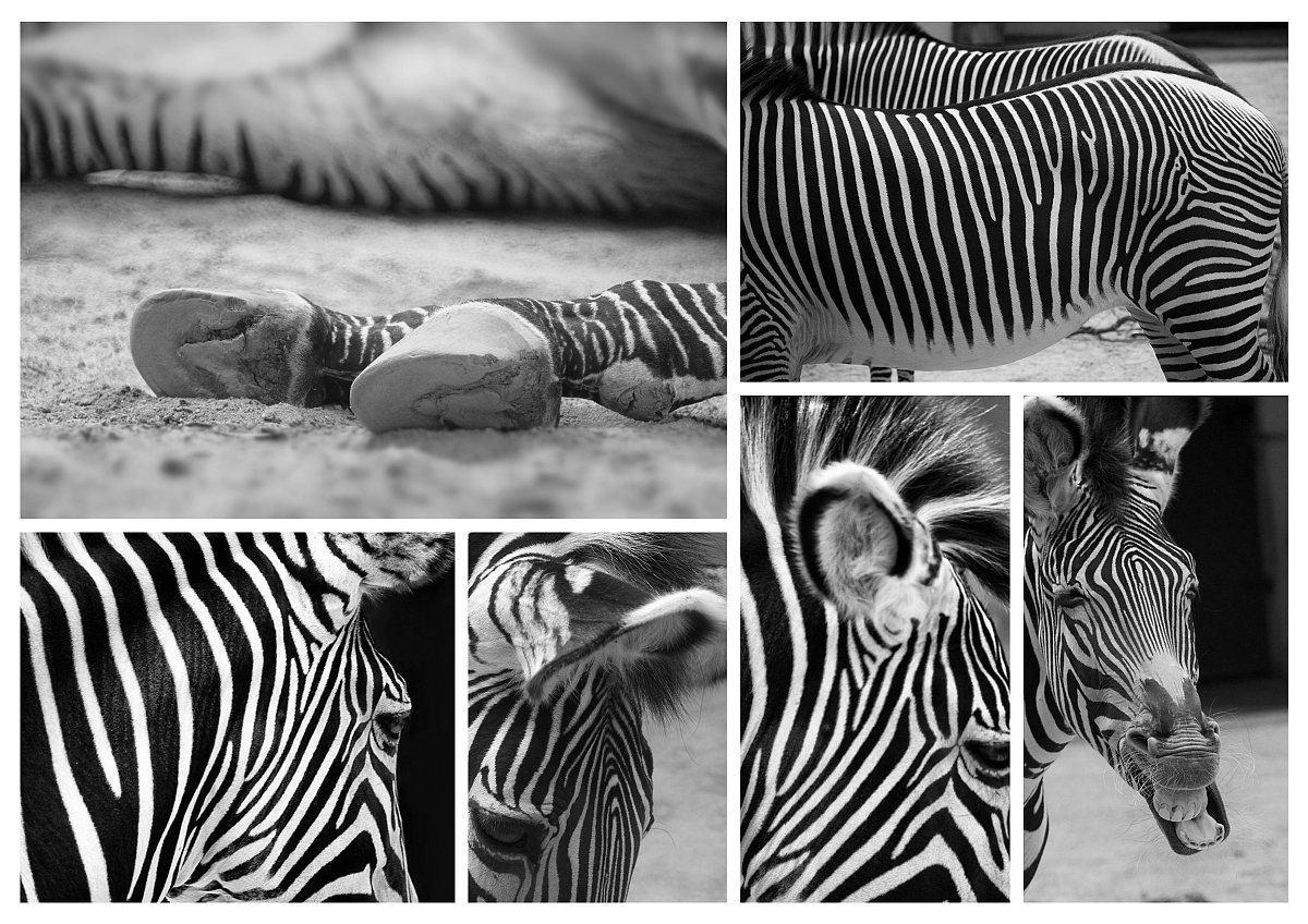 Zebra Collage