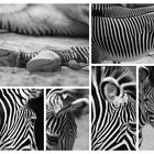 Zebra Collage