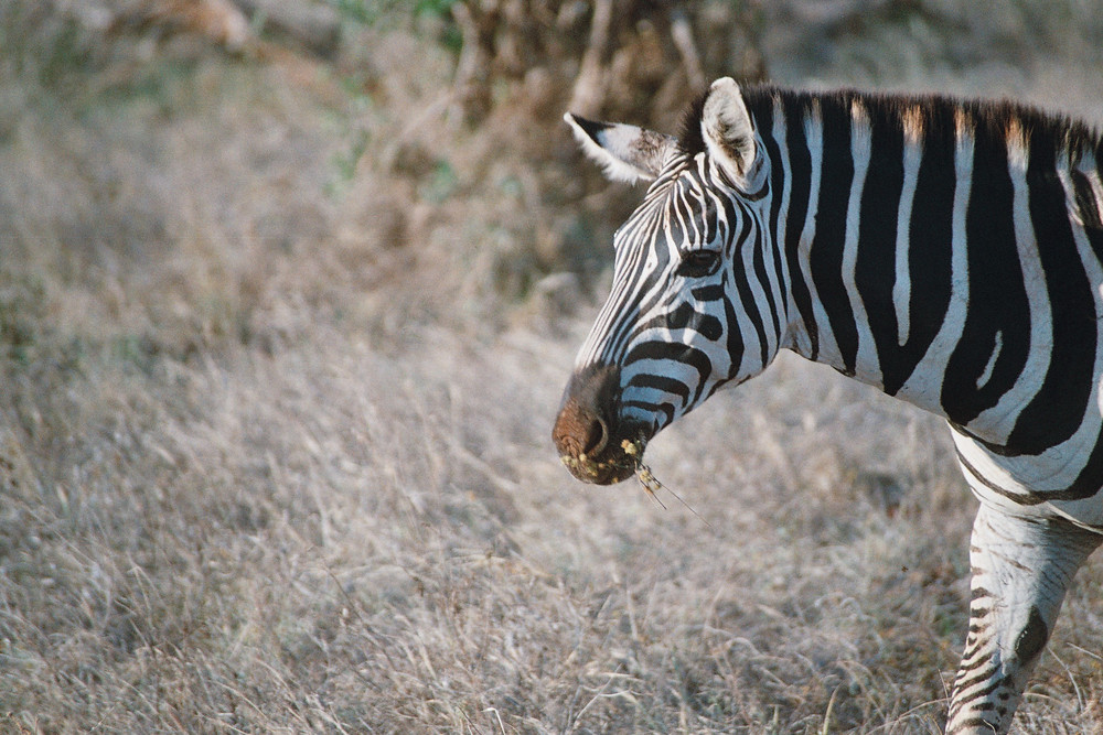 Zebra Crossing