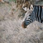 Zebra Crossing