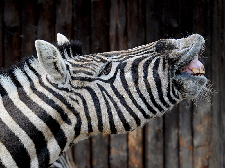 Zebra crossing