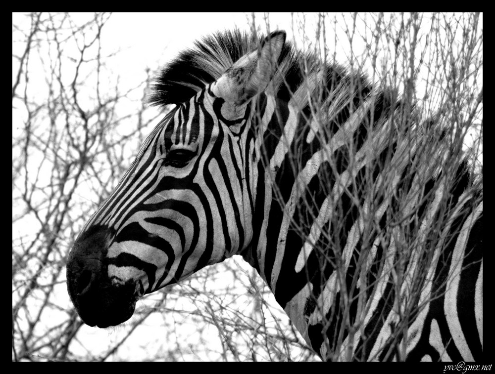 Zebra crossing