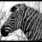 Zebra crossing