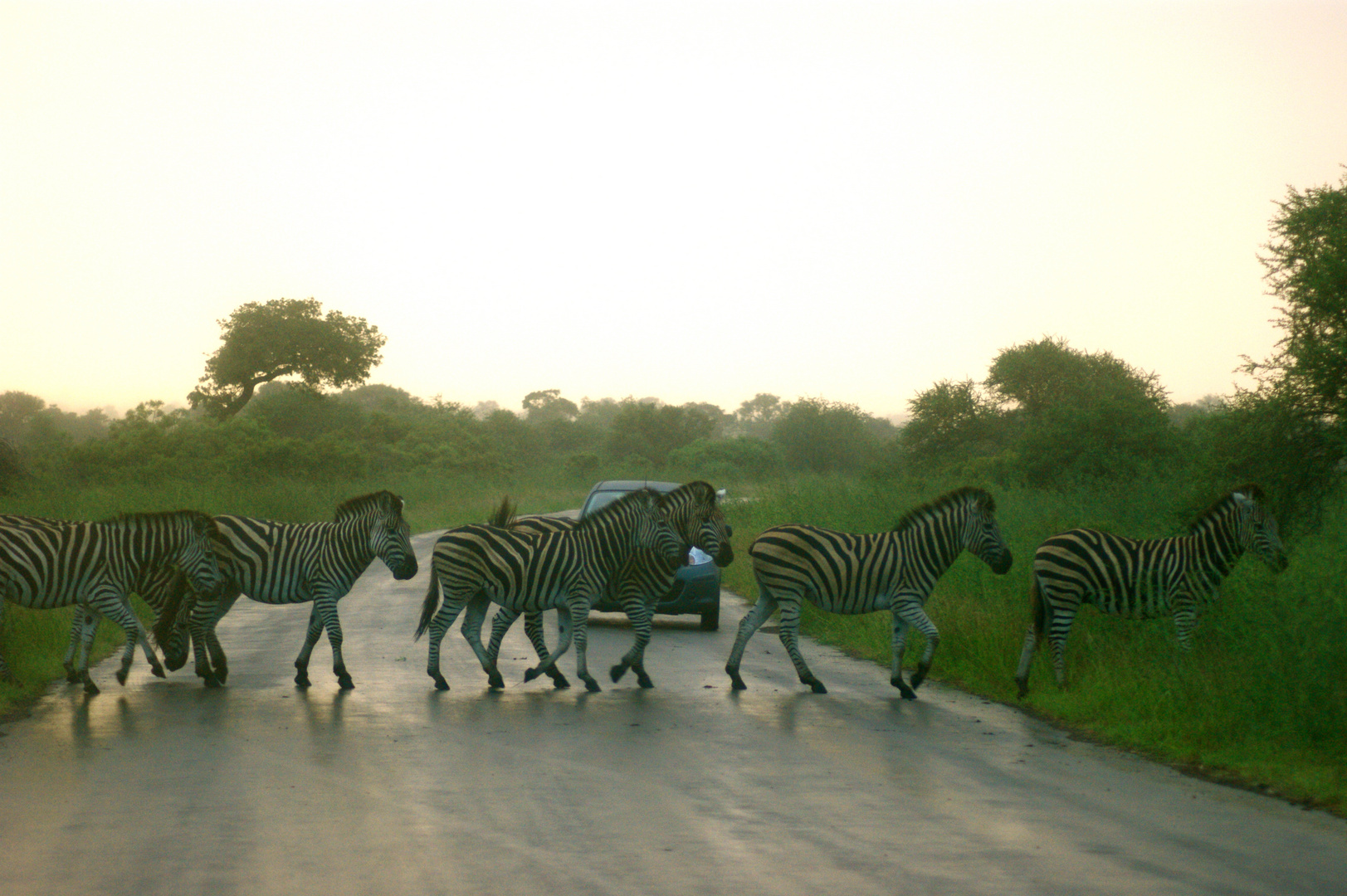 ZEBRA CROSSING