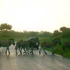 ZEBRA CROSSING