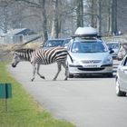 Zebra crossing