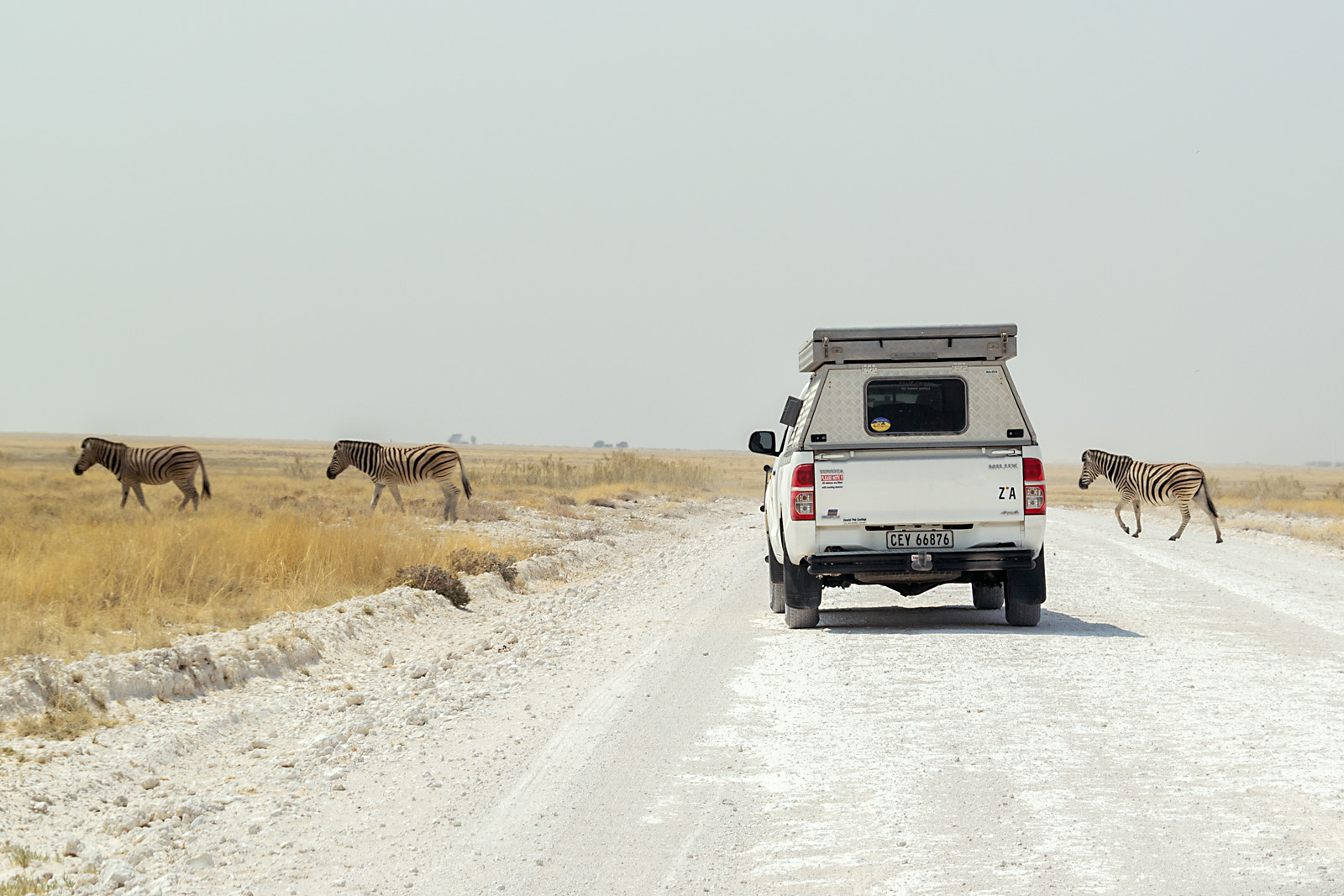 Zebra Crossing