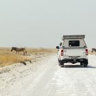 Zebra Crossing